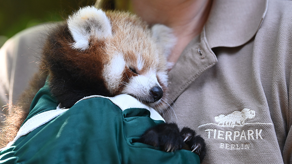 Unions neues Tier-Patenkind: Ein Katzenbär, Foto: Tierpark Berlin via 1. FC Union Berlin